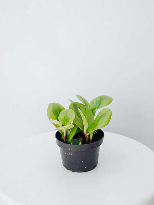 Peperômia Obtusifolia 012 - limão