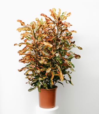 Cróton 025 - parafuso