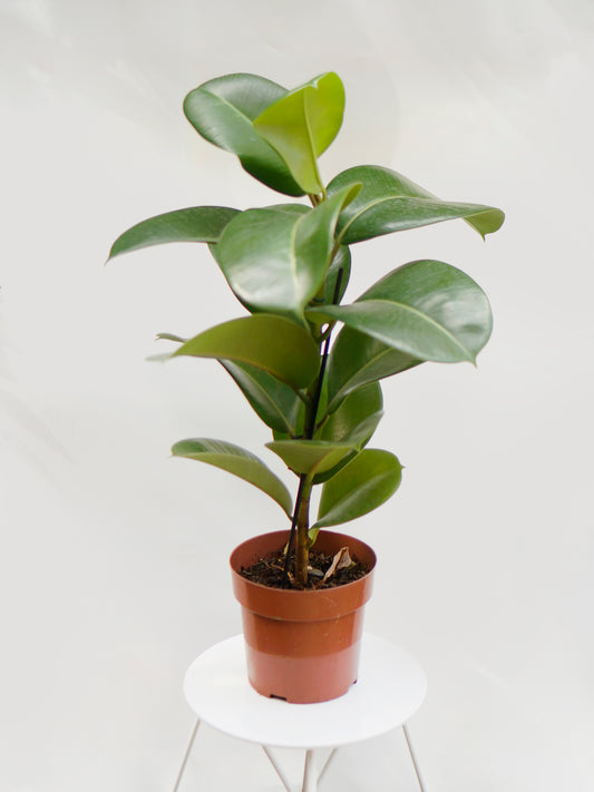 Ficus Elástico 018 - verde