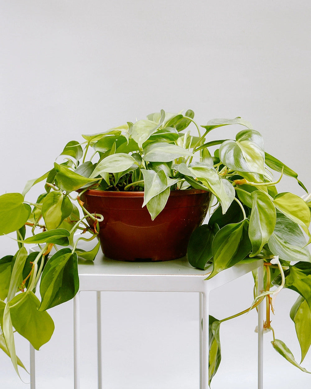 Filodendro Cordato C25 - variegada brasil médio