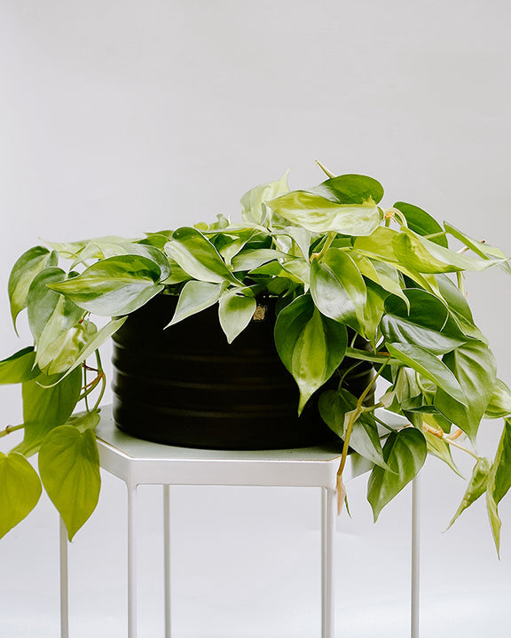 Filodendro Cordato C25 - variegada brasil médio