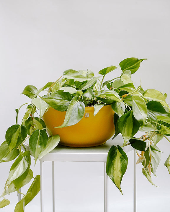 Filodendro Cordato C25 - variegada brasil médio