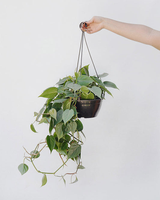 Filodendro Cordato C25 - verde médio