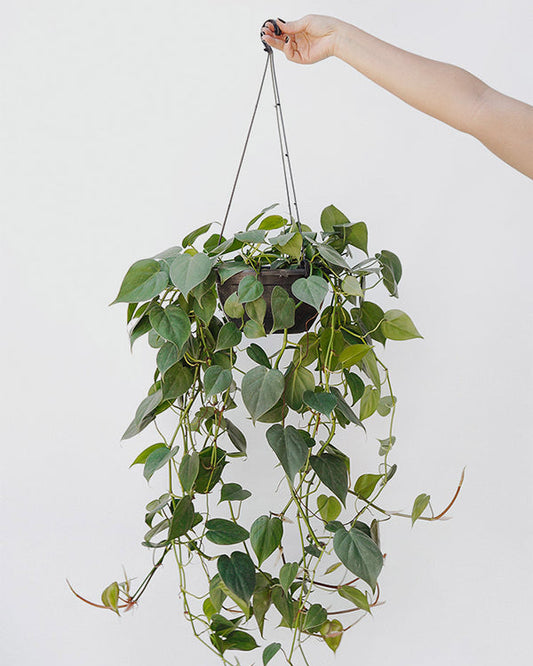 Filodendro Cordato C25 - verde longo