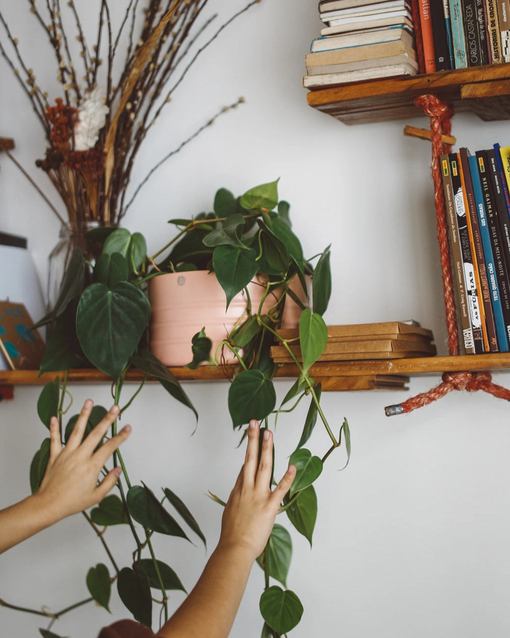 Filodendro Cordato C25 - verde longo