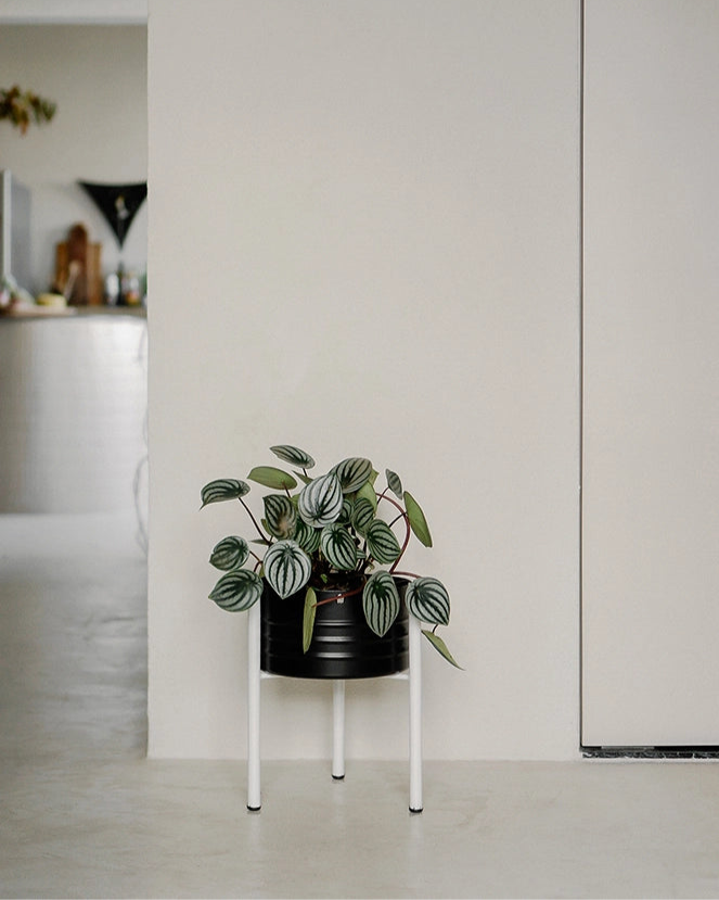 Peperômia Melancia C25