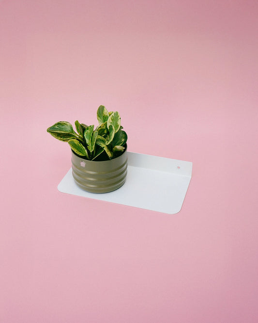 Kit Friso 12 + Peperômia + Prateleira Pardal 27