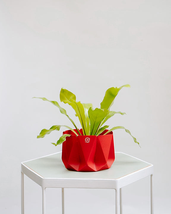 Asplênio Liso 012