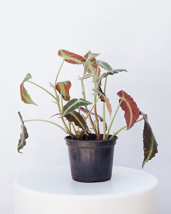 Begônia Listata 015