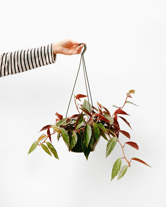 Begônia Pendente C25