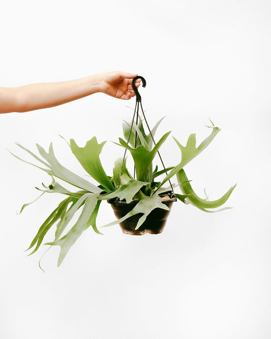 Chifre De Veado C25 - longo