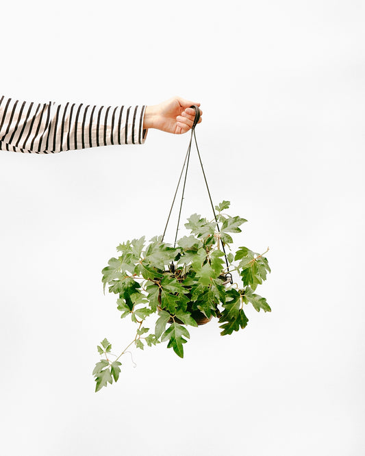 Cipó Uva C25 - cissus