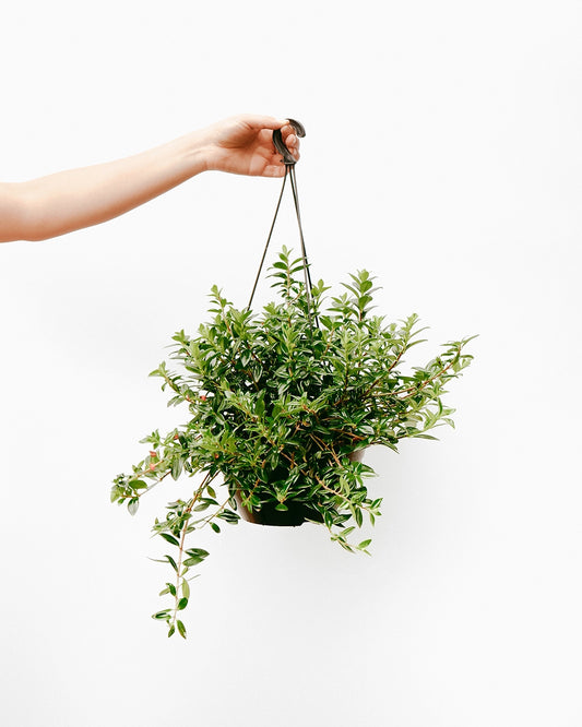 Columeia Peixinho C25 - verde