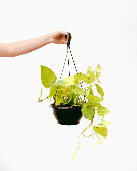 Filodendro Cordato C25 - limão curto