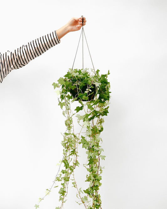 Hera C25 - verde média