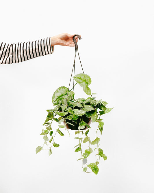 Jiboia C25 - prateada média