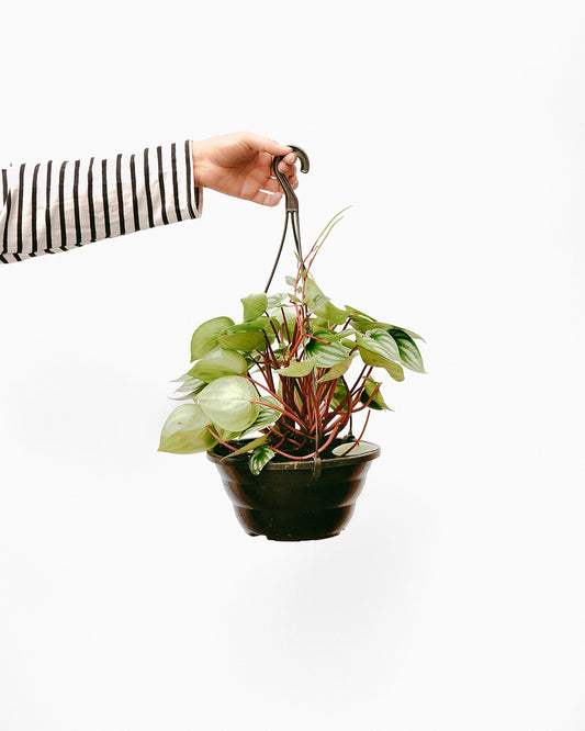 Peperômia Melancia C25