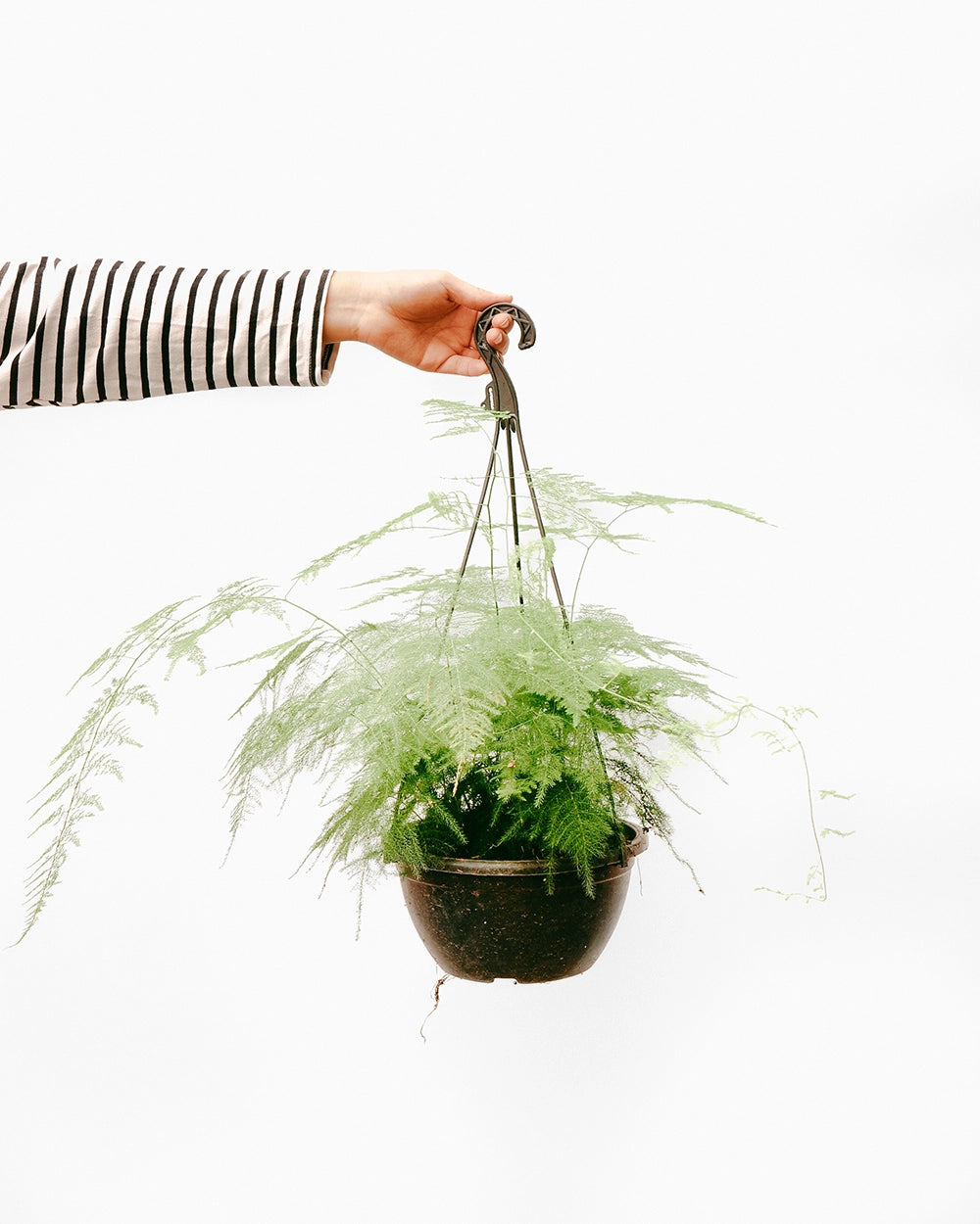 Samambaia Alfinete C25