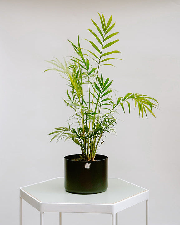 Chamedora Elegans 012