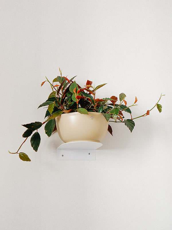 Begônia Pendente C25