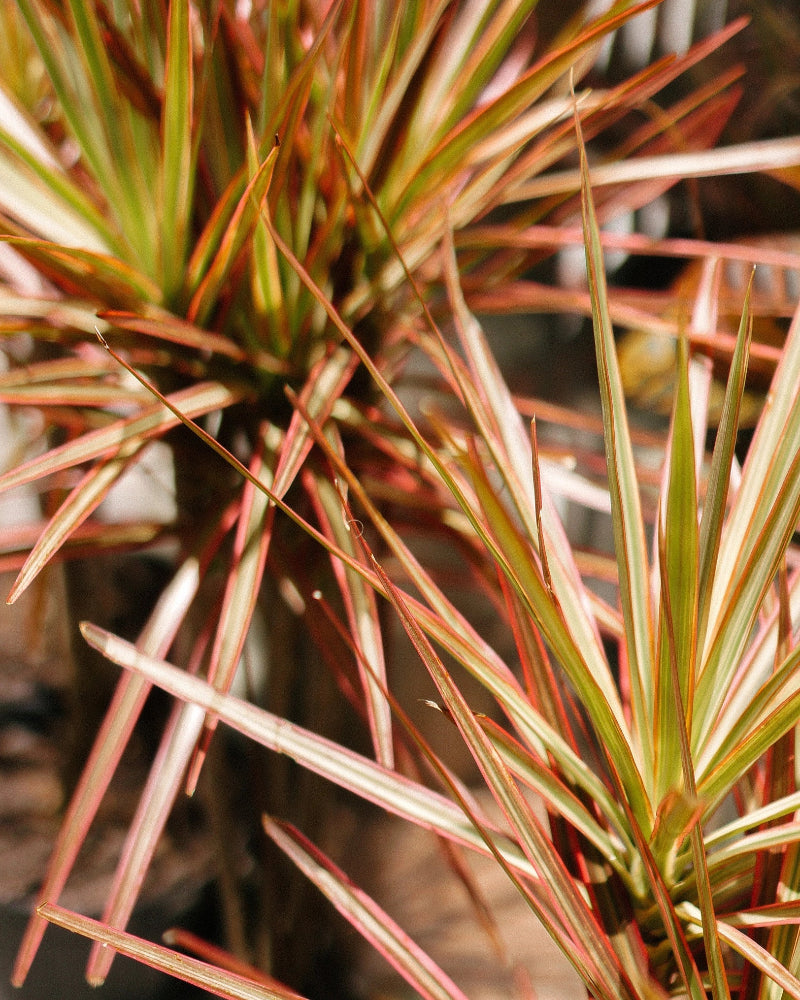 Dracena Arco-iris 025