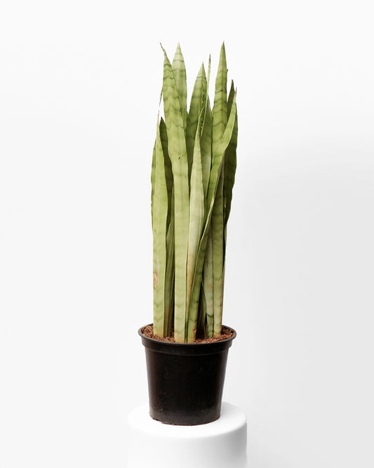 Espada de São Jorge 021 - branca alta