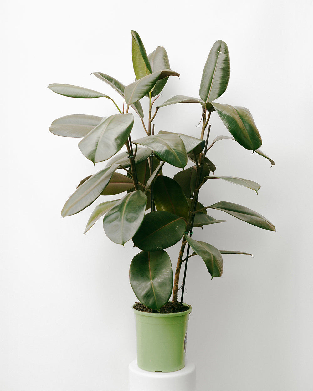 Ficus Elástico 025 - rubro
