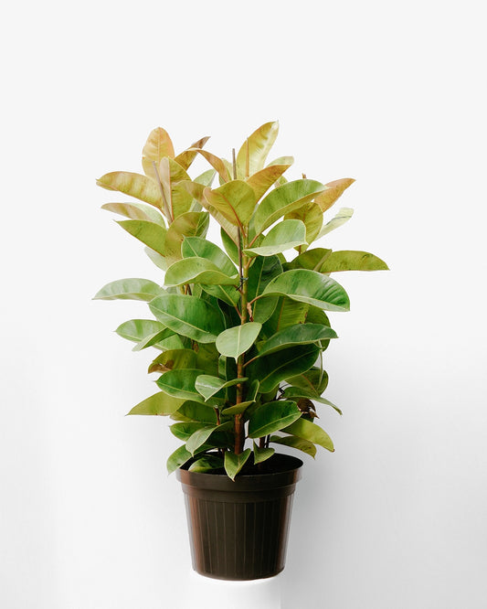 Ficus Elástico 025 - Tineke