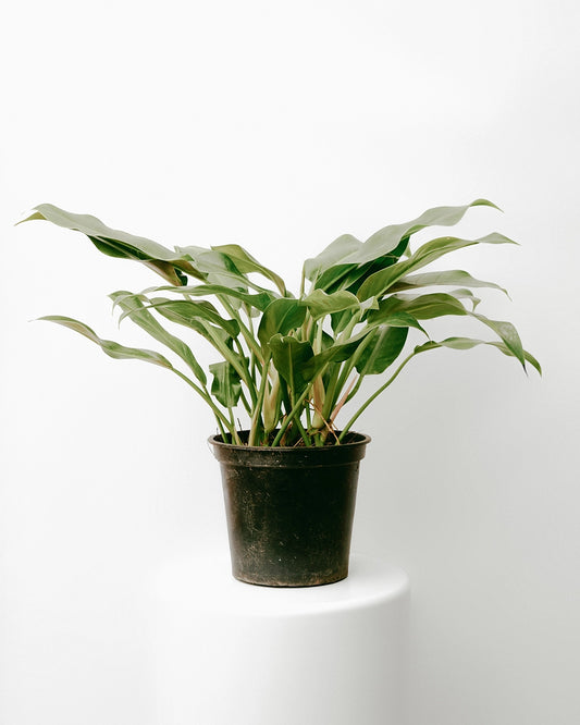 Filodendro Cascata 025