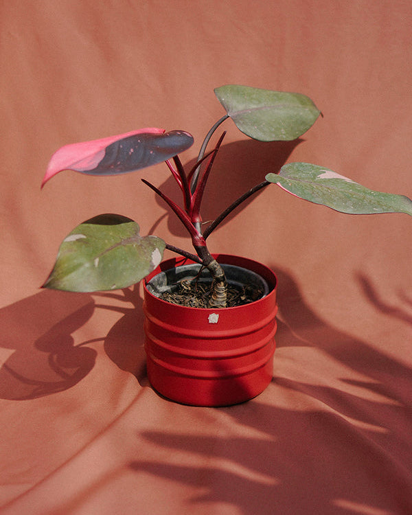 Filodendro Pink 015