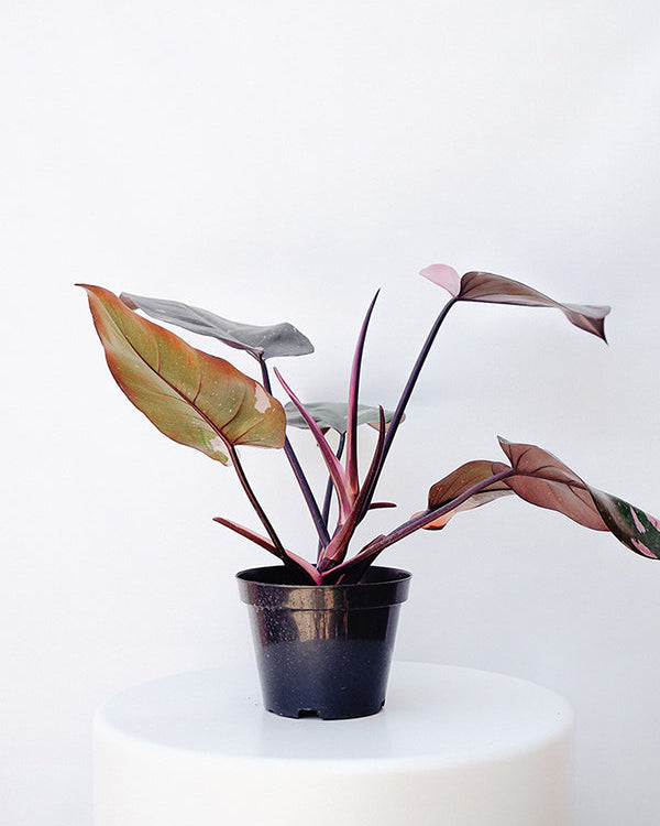 Filodendro Pink 015