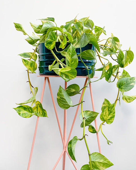 Jiboia C25 - variegada média