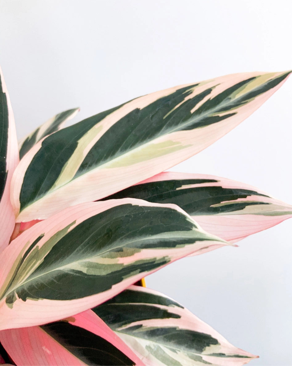 Maranta Tricolor 015