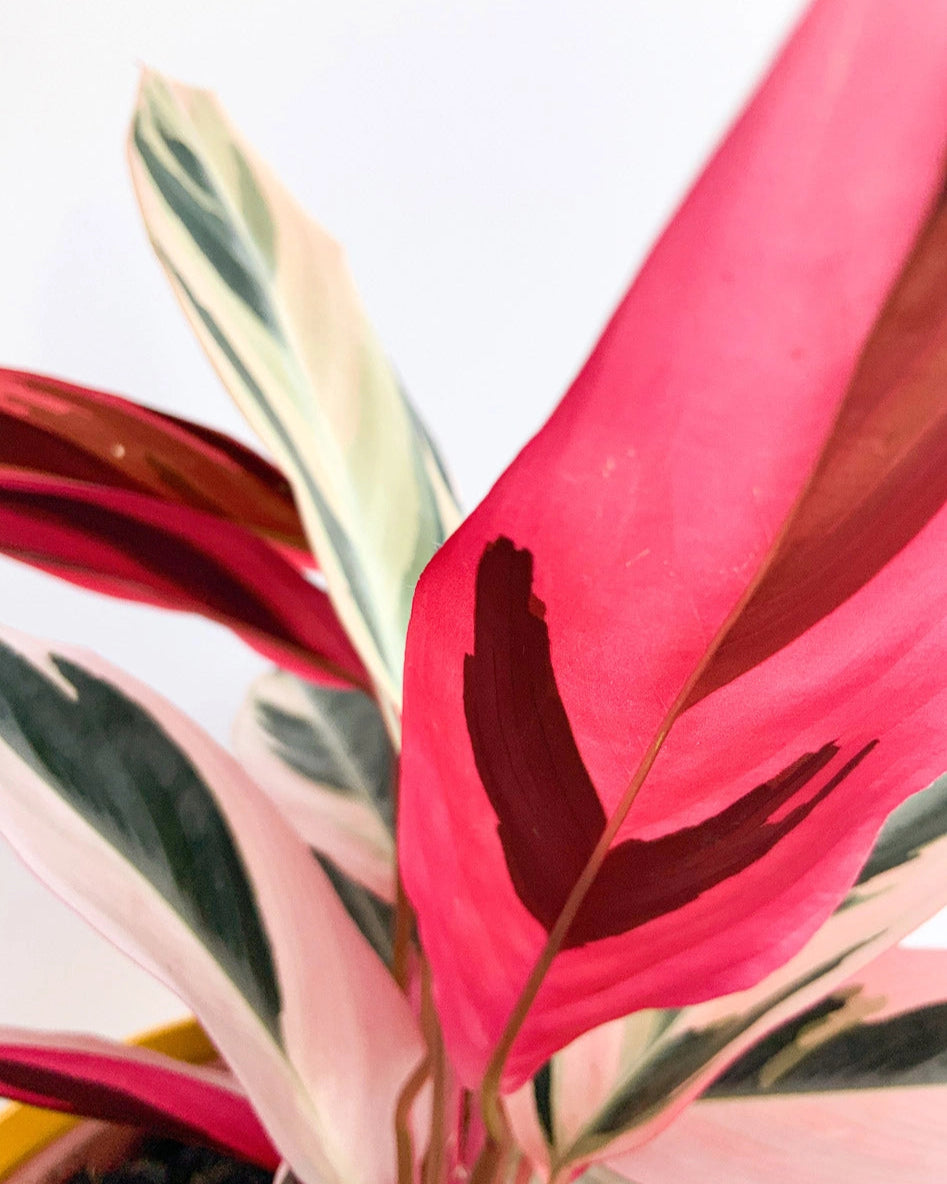 Maranta Tricolor 018