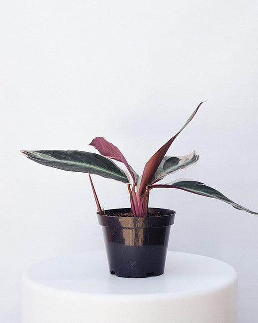 Maranta Tricolor 015