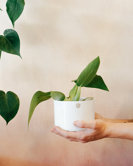 Kit Reto 12 + Pacová