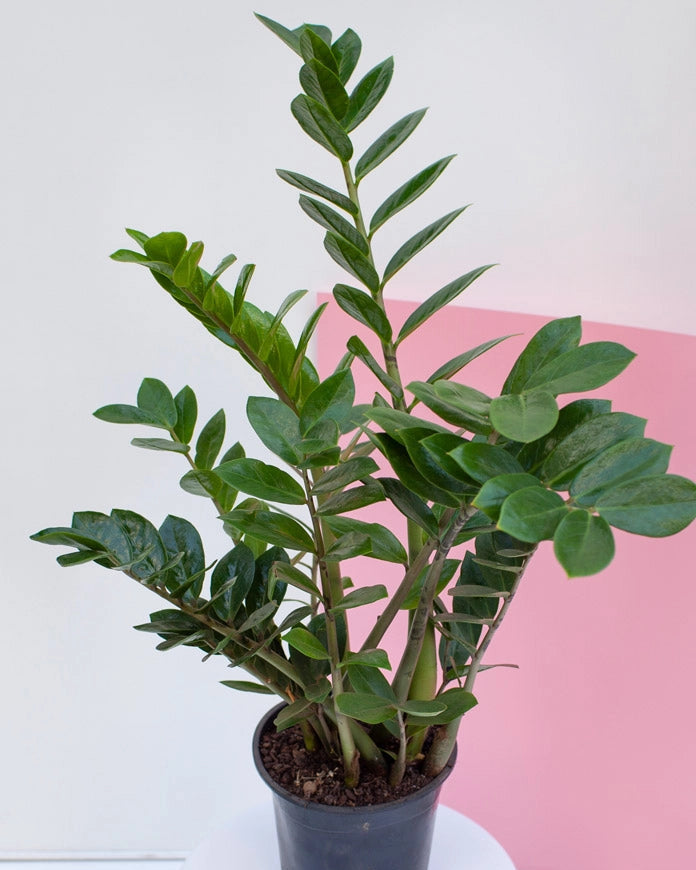 Zamioculca 018