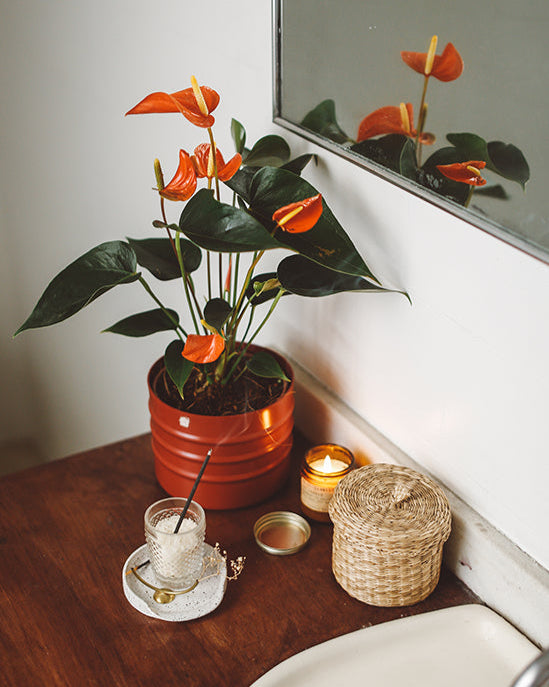 Antúrio 015 - vermelho