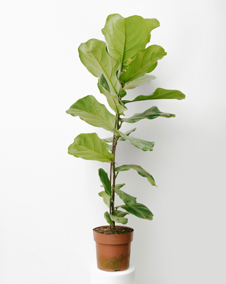 Ficus Lyrata 025 - folha Larga