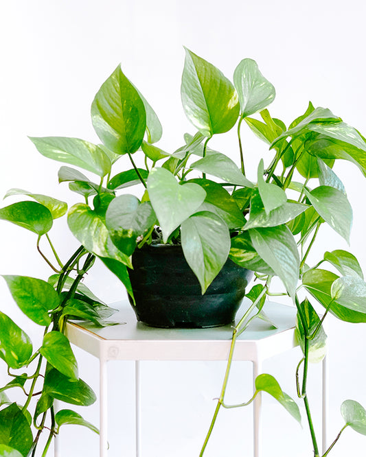 Jiboia C25 - variegada média