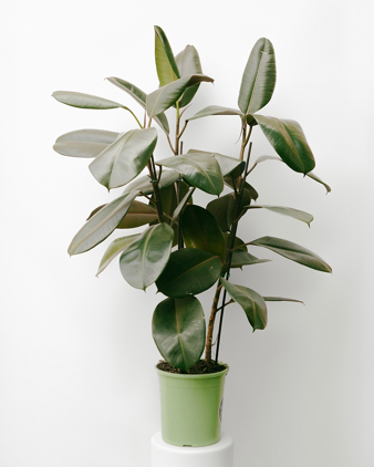 Ficus Elástico 025 - rubro