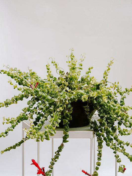 Columeia Dobrada C25 - média