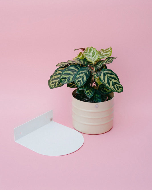 Kit Friso 15 + Maranta Pavão + Prateleira Maritaca 18