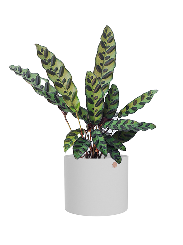 Cachepô alumínio reto 15