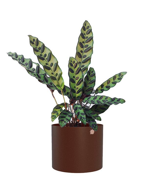 Cachepô alumínio reto 15