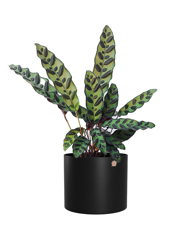 Cachepô alumínio reto 15