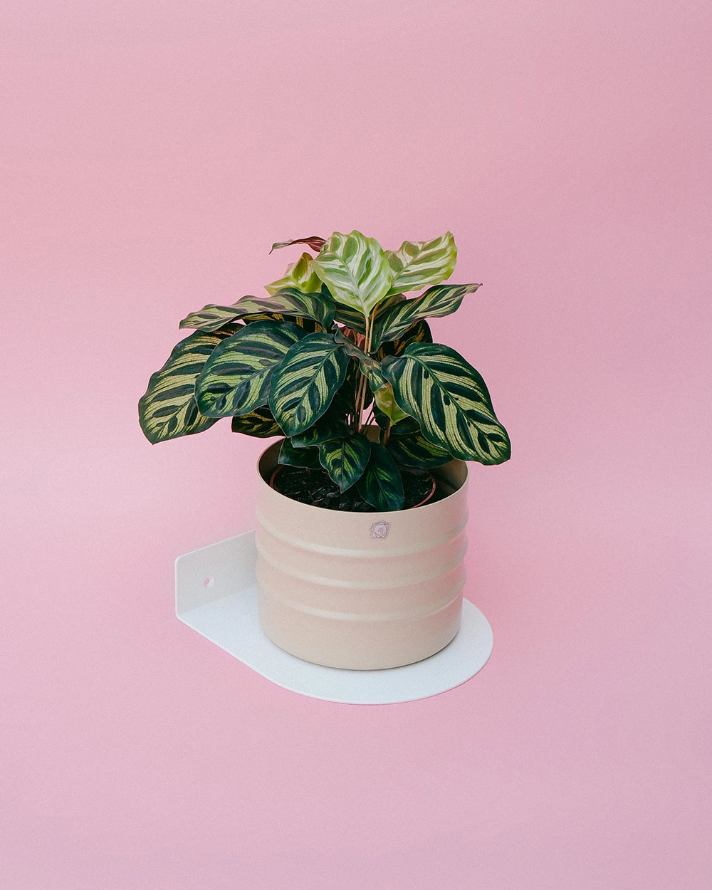 Kit Friso 15 + Maranta Pavão + Prateleira Maritaca 18