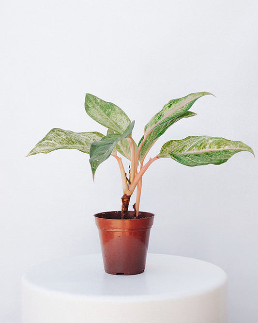 Aglaonema Red 015