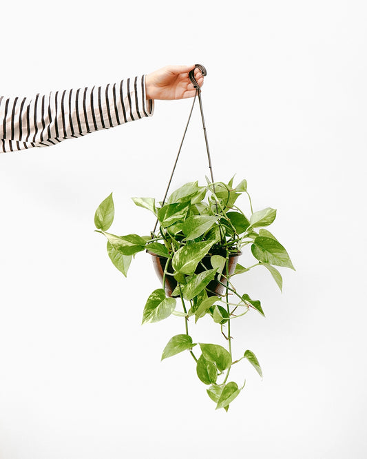 Jiboia C25 - variegada curta