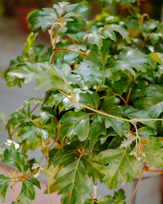 Cipó Uva C25 - cissus
